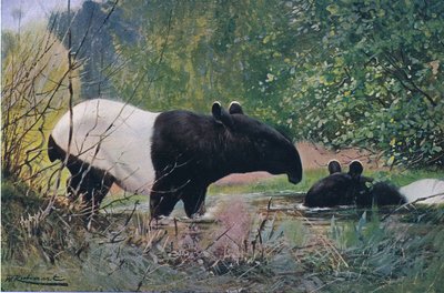 Indian Tapir, fra Wildlife of the World utgitt av Frederick Warne & Co, ca. 1900 av Wilhelm Kuhnert