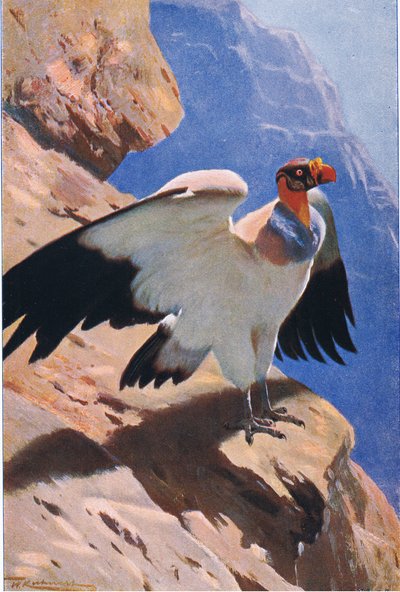 King Vulture, fra Wildlife of the World utgitt av Frederick Warne & Co, ca. 1900 av Wilhelm Kuhnert