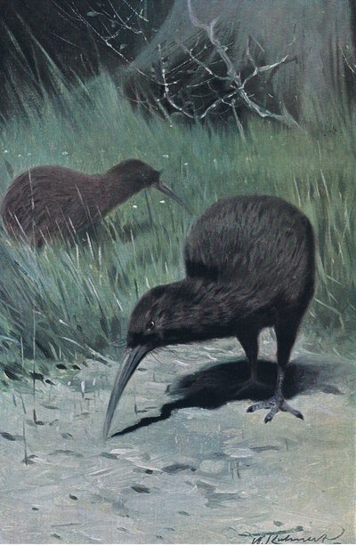 Kiwi, illustrasjon fra Wildlife of the World, ca. 1910 av Wilhelm Kuhnert