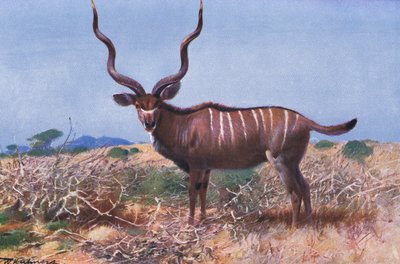 Kudu, illustrasjon fra Wildlife of the World, ca. 1910 av Wilhelm Kuhnert