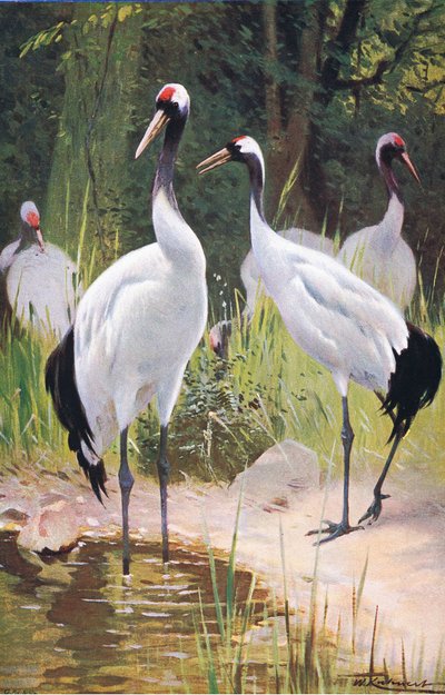 Manchurian Crane, fra Wildlife of the World utgitt av Frederick Warne & Co, ca. 1900 av Wilhelm Kuhnert