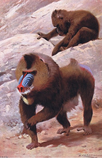 Mandrill, illustrasjon fra Wildlife of the World, ca. 1910 av Wilhelm Kuhnert