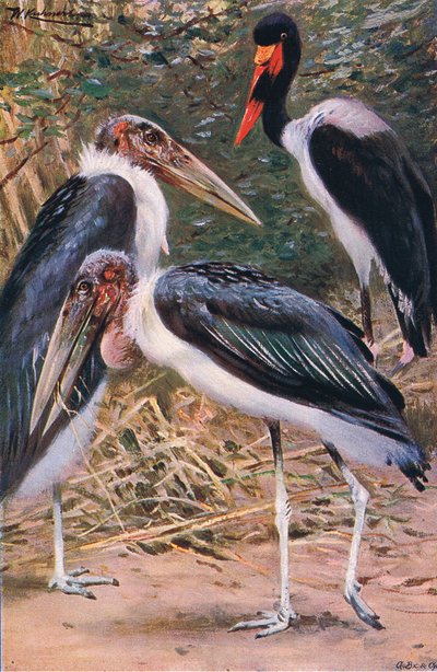 Marabou og Jabiru, illustrasjon fra Wildlife of the World, ca. 1910 av Wilhelm Kuhnert