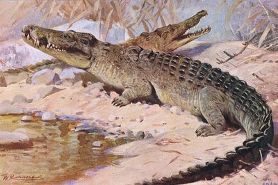 Nile Crocodile, illustrasjon fra Wildlife of the World, ca. 1910 av Wilhelm Kuhnert
