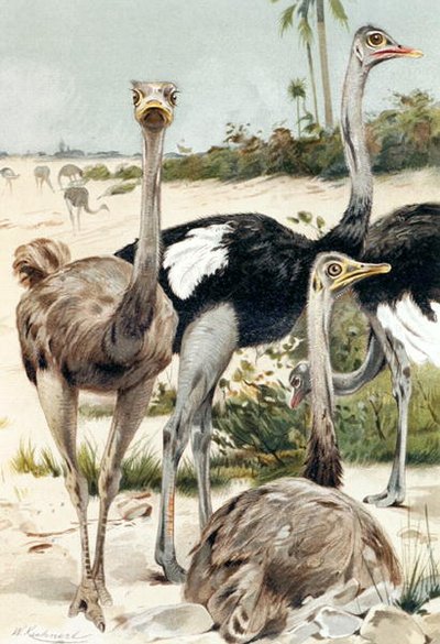 Struts, tallerken fra "Brehms Tierleben: Allgemeine Kunde des Tierreichs", vol.6, s.691, utgitt av Bibliographisches Institut av Wilhelm Kuhnert