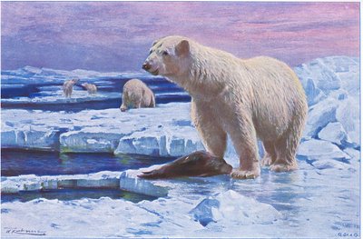 Isbjørn, fra Wildlife of the World utgitt av Frederick Warne & Co, ca. 1900 av Wilhelm Kuhnert