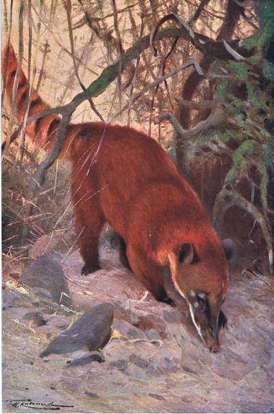 Red Coati, fra Wildlife of the World utgitt av Frederick Warne & Co, ca. 1900 av Wilhelm Kuhnert