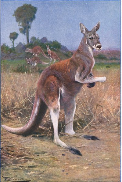 Rød kenguru, illustrasjon fra Wildlife of the World, ca. 1910 av Wilhelm Kuhnert