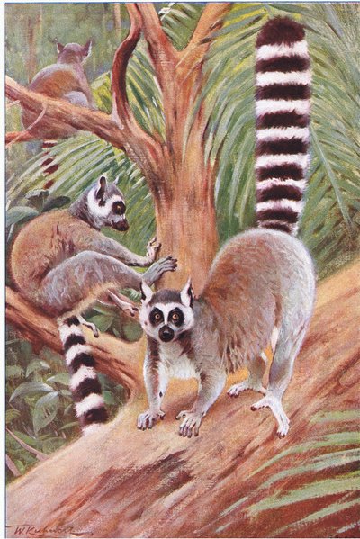 Ringhalelemur, illustrasjon fra Wildlife of the World, ca. 1910 av Wilhelm Kuhnert