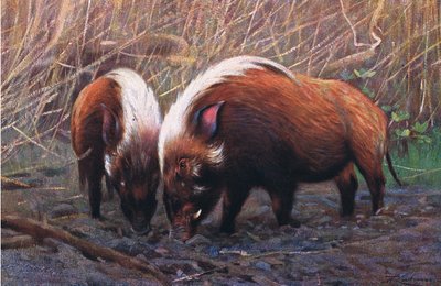River Hog, illustrasjon fra Wildlife of the World, ca. 1910 av Wilhelm Kuhnert