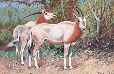 Sobelantilope, illustrasjon fra Wildlife of the World, ca. 1910 av Wilhelm Kuhnert