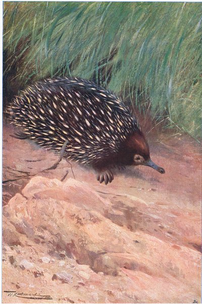 Spiny anteater, illustrasjon fra Wildlife of the World, ca. 1910 av Wilhelm Kuhnert