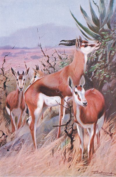 Springbok, illustrasjon fra Wildlife of the World, ca. 1910 av Wilhelm Kuhnert