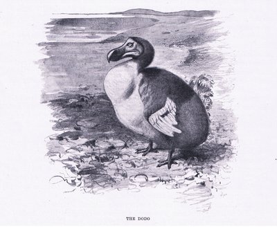 The Dodo, illustrasjon fra Wildlife of the World, ca. 1910 av Wilhelm Kuhnert