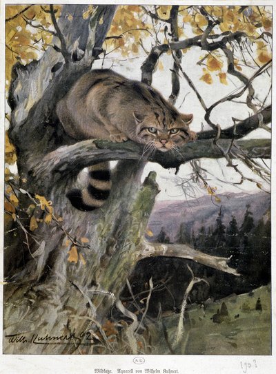 Villkatt - Akvarell av Wilhelm Ruhnert av Wilhelm Kuhnert
