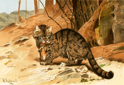 Villkatt av Wilhelm Kuhnert