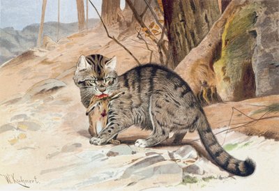 Wildcat, plate fra "Brehm