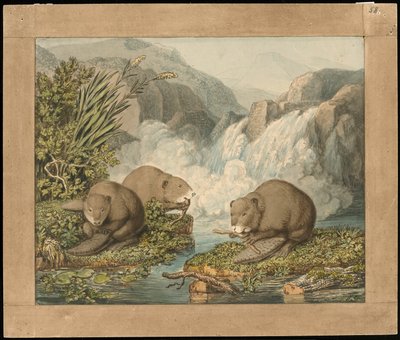 Tre bevere bygger en demning av Wilhelm Tischbein