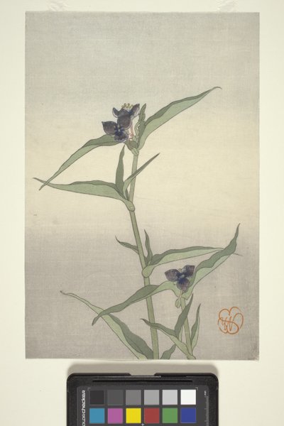 Flower Study, ca. 1908 (treblokktrykk i farger) av Wilhelmina Seegmiller