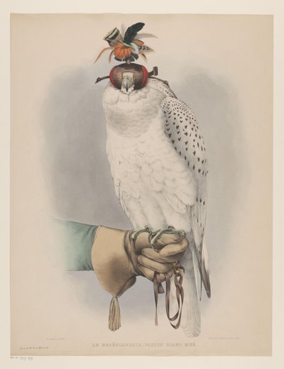 Hvit Grønlandsfalk Le groënlandais, faucon blanc mué (tittel på objekt) av Willem Bastiaan van Wouw (possibly)