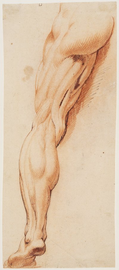 Anatomisk studie (écorché). En manns flådde venstre ben sett bakfra av Willem Panneels