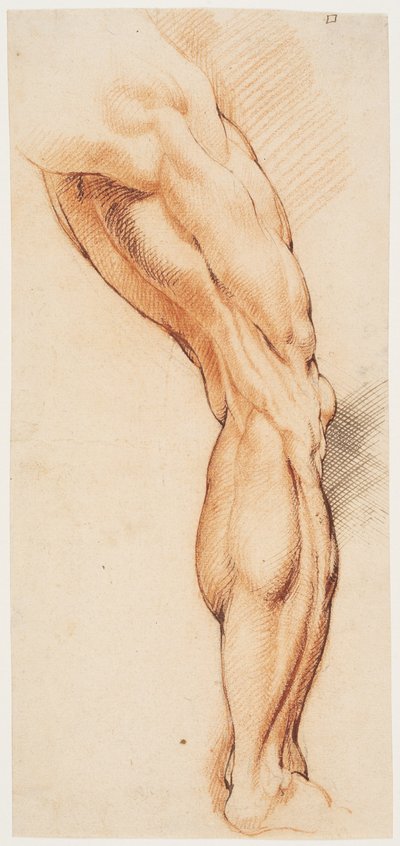 Anatomisk studie (écorché). En manns flådde høyre ben sett bakfra, vendt mot høyre av Willem Panneels