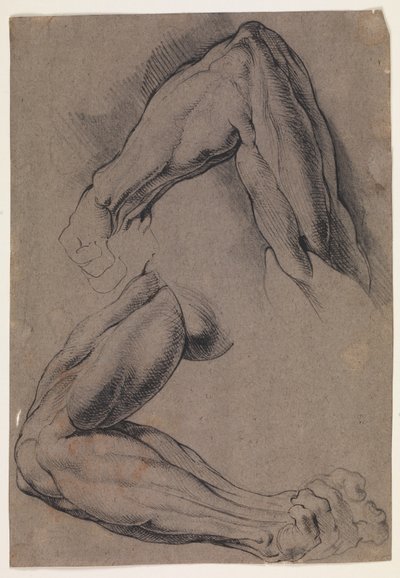 Anatomisk studie (écorché). To studier av en manns flådde venstre arm av Willem Panneels