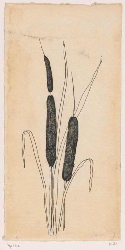 cattails av Willem Wenckebach