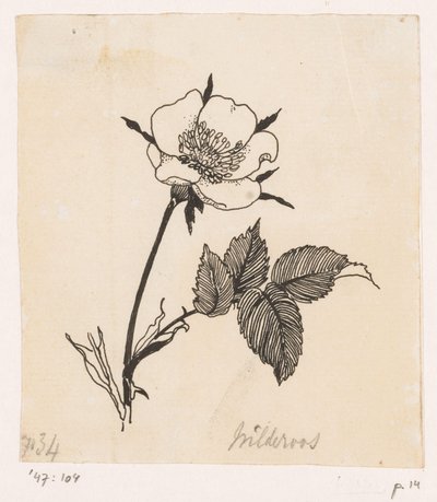 Villrose av Willem Wenckebach