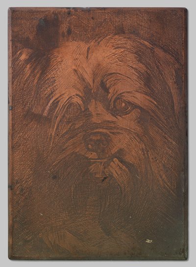 Hunden Phoebus av Willem Arnoldus Witsen