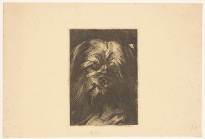 Hunden Phoebus av Willem Arnoldus Witsen