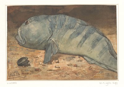 Sidevisning av en fisk av Willem Arnoldus Witsen