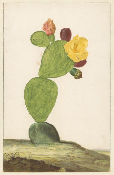 Prickly Pear i blomst av Willem de Heer
