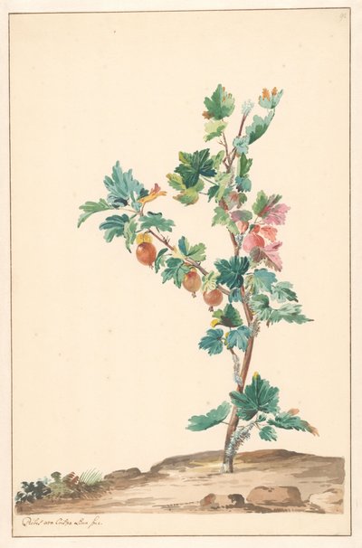 Et stikkelsbær i et landskap av Willem van Leen (attributed to)