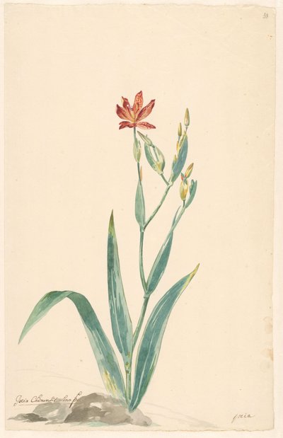Leopardblomst i et landskap av Willem van Leen (attributed to)