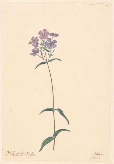 Gren av en floks av Willem van Leen (attributed to)