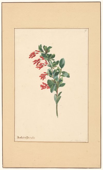 Grein av en berberis av Willem van Leen (attributed to)