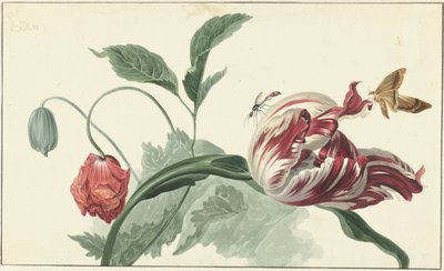 Tulipan og en valmue av Willem van Leen (attributed to)