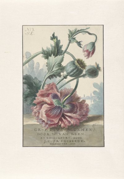 valmuer Titteltrykk for: W. van Leen og J.C. & JA. Coebergh, Etsede blomster, 1804 av Willem van Leen