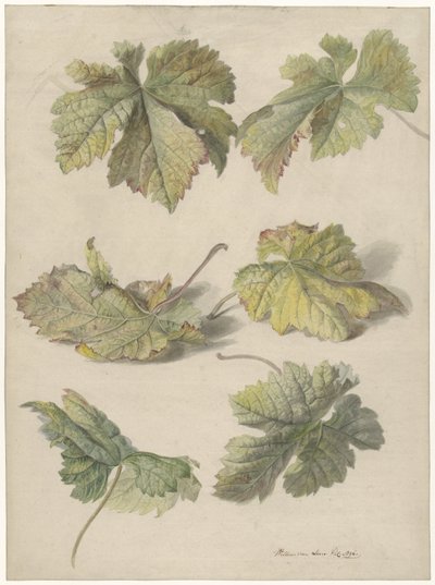Vine forlater studier av Willem van Leen