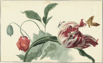 Tulipan og valmue av Willem van Leen