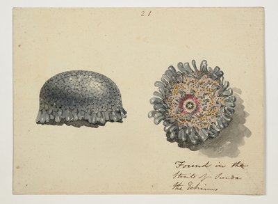 WD 961 f.21 av William Alexander