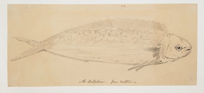 WD 961 f.24 av William Alexander