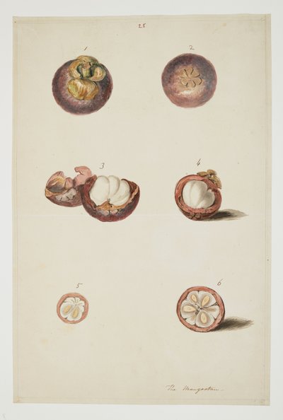 WD 961 f.25 av William Alexander
