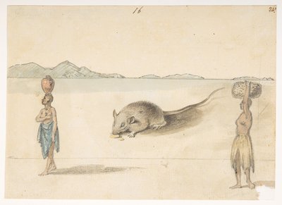 f.3 16 Mus. Innbyggere trolig i St. Jago. På baksiden: Blekksprut. 