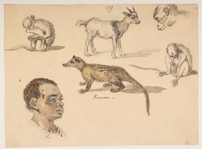 f.65 179 Mannshode, vaskebjørn, geit og aper, fra et album med 372 tegninger av landskap, kystlinjer, kostymer og hverdagsliv laget under Lord Macartneys ambassade til keiseren av Kina, mellom 1792 og 1794 (blyant og akvarell på papir) av William Alexander