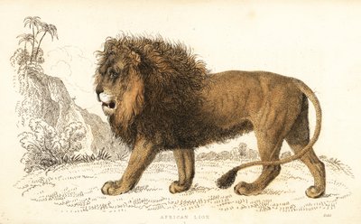 Afrikansk løve, Panthera leo. Sårbar. ,1834 (gravering) av William Alexander Forbes