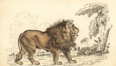 Asiatisk løve, truet, Panthera leo leo. ,1834 (gravering) av William Alexander Forbes