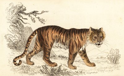 Bengal tiger, Panthera tigris tigris., 1834 (gravering) av William Alexander Forbes