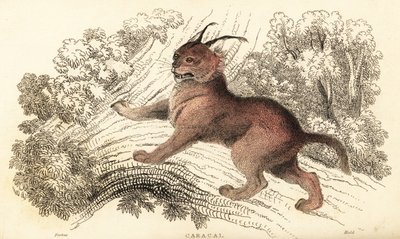 Caracal, Caracal Caracal., 1834 (gravering) av William Alexander Forbes